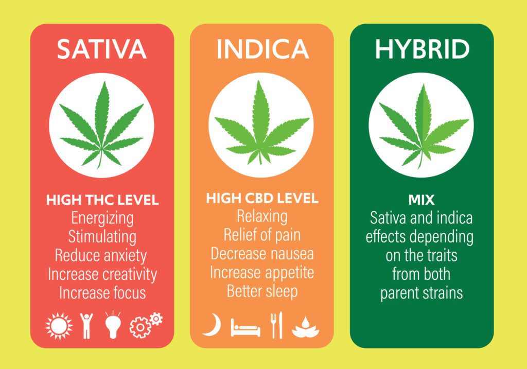 Sativa vs indica vs hybrid weed strain infographic