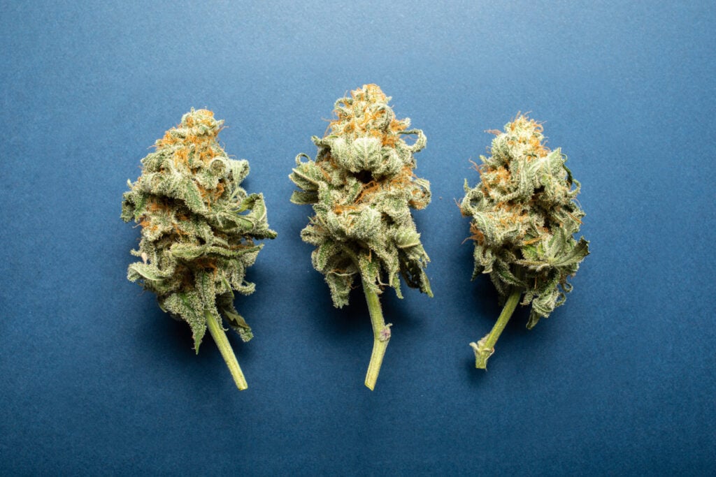 Dried Cannabis Flowers on Teal Background