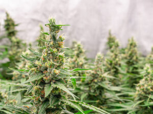 Premium cannabis plants for harvest in a greenhouse. Commercial cannabis cultivation. Cannabis cultivation for medical and commercial purposes