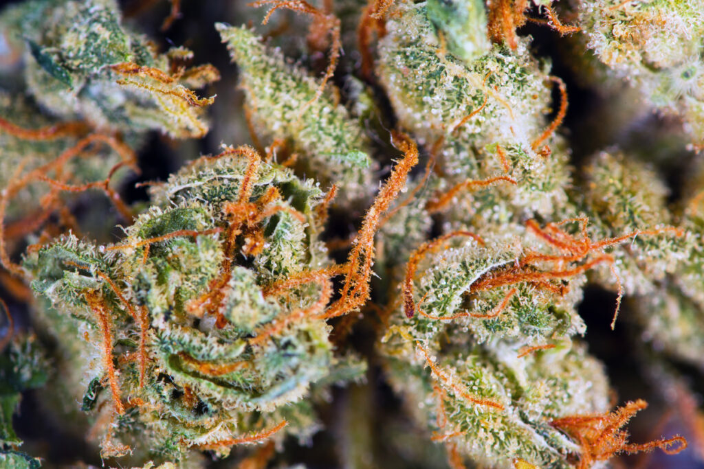 Close up of bud of cannabis with whispy pistils